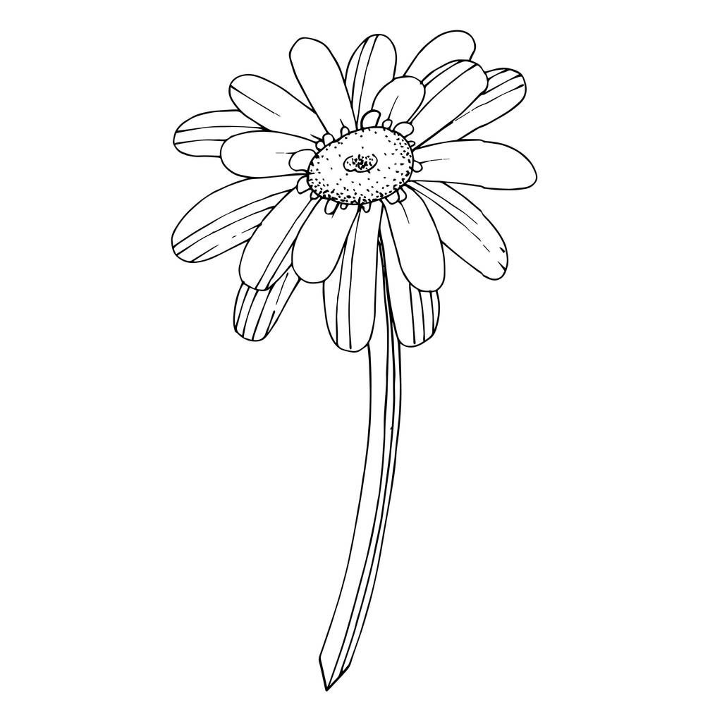 Vektorgerbera florale botanische Blume. Schwarz-weiß graviert - Vektor, Bild
