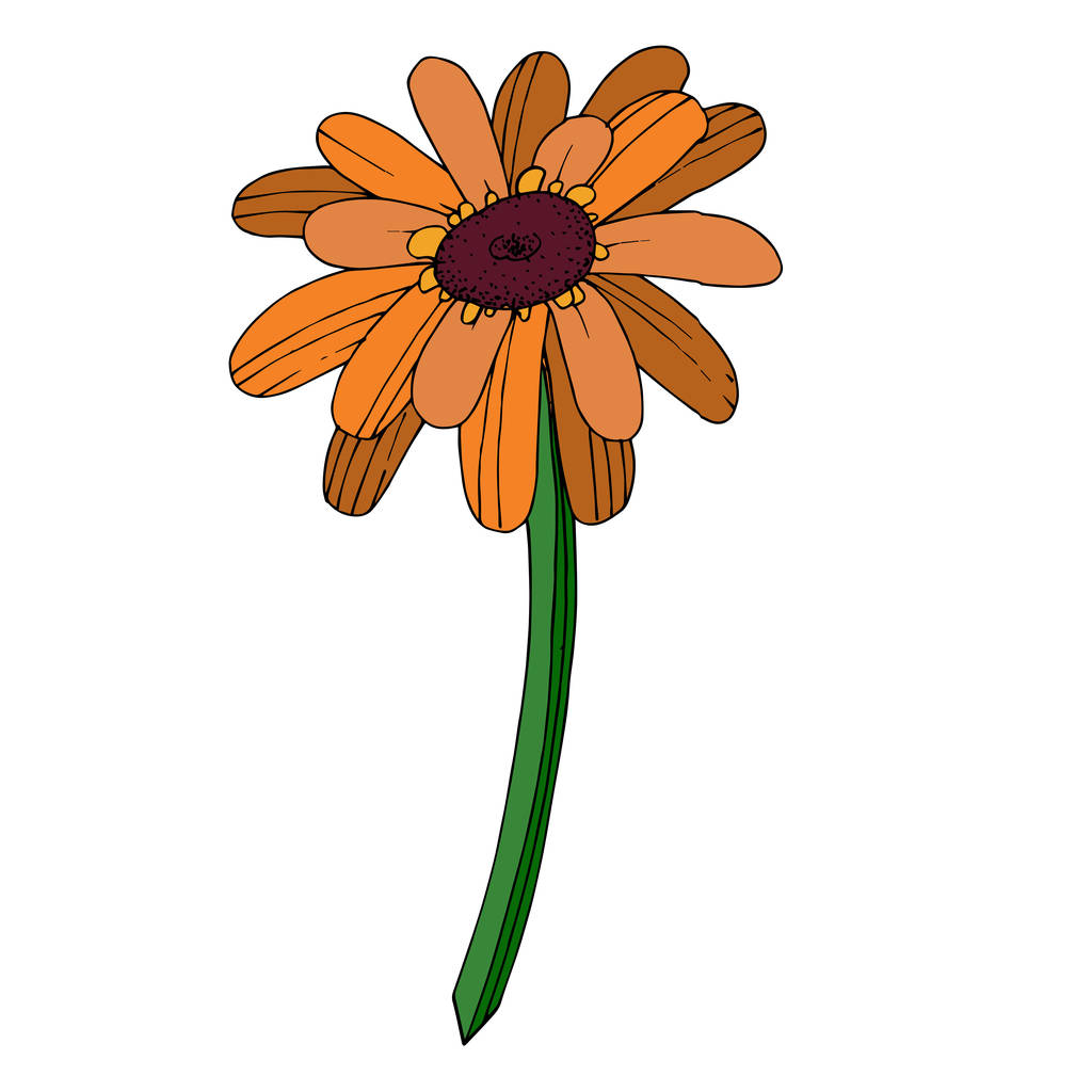 Vektorgerbera florale botanische Blume. Schwarz-weiß graviert - Vektor, Bild