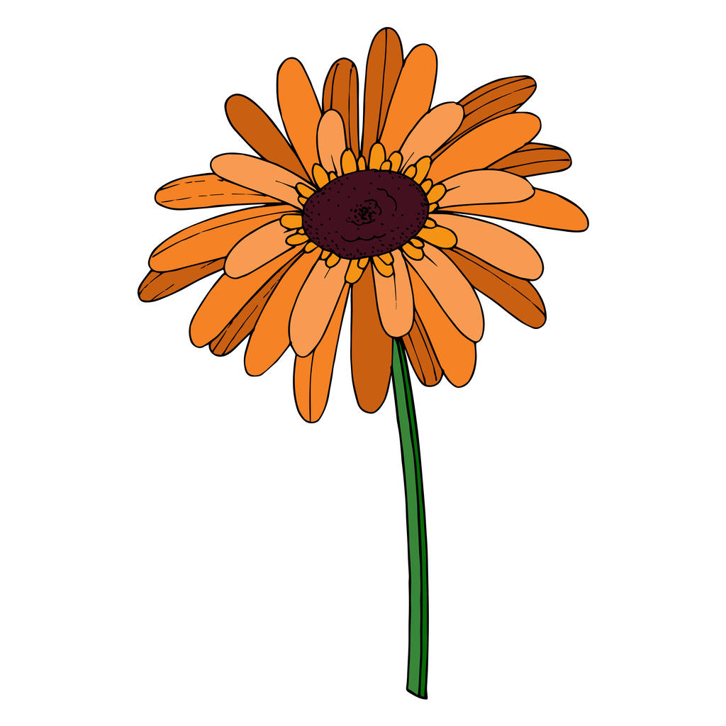 Vektor Gerbera květinová botanická květina. Černobílý rytý - Vektor, obrázek