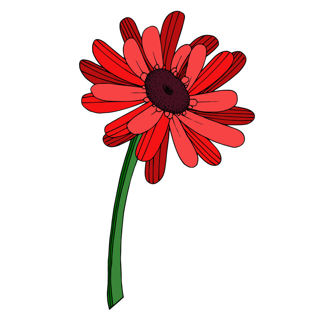 Вектор Гербера цветочный ботанический цветок. Чёрно-белая гравировка
 - Вектор,изображение