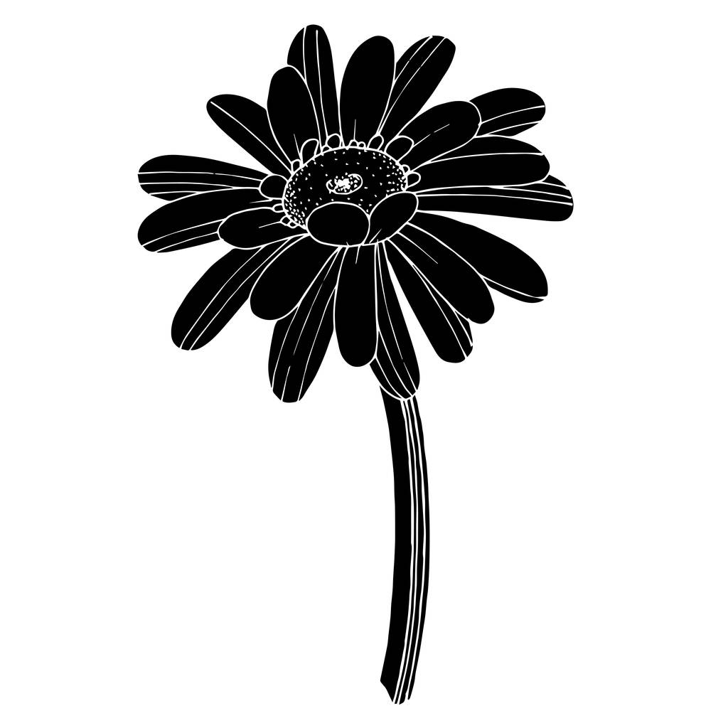 Wektor Gerbera kwiatowy kwiat botaniczny. Grawerowane na czarno-białe - Wektor, obraz