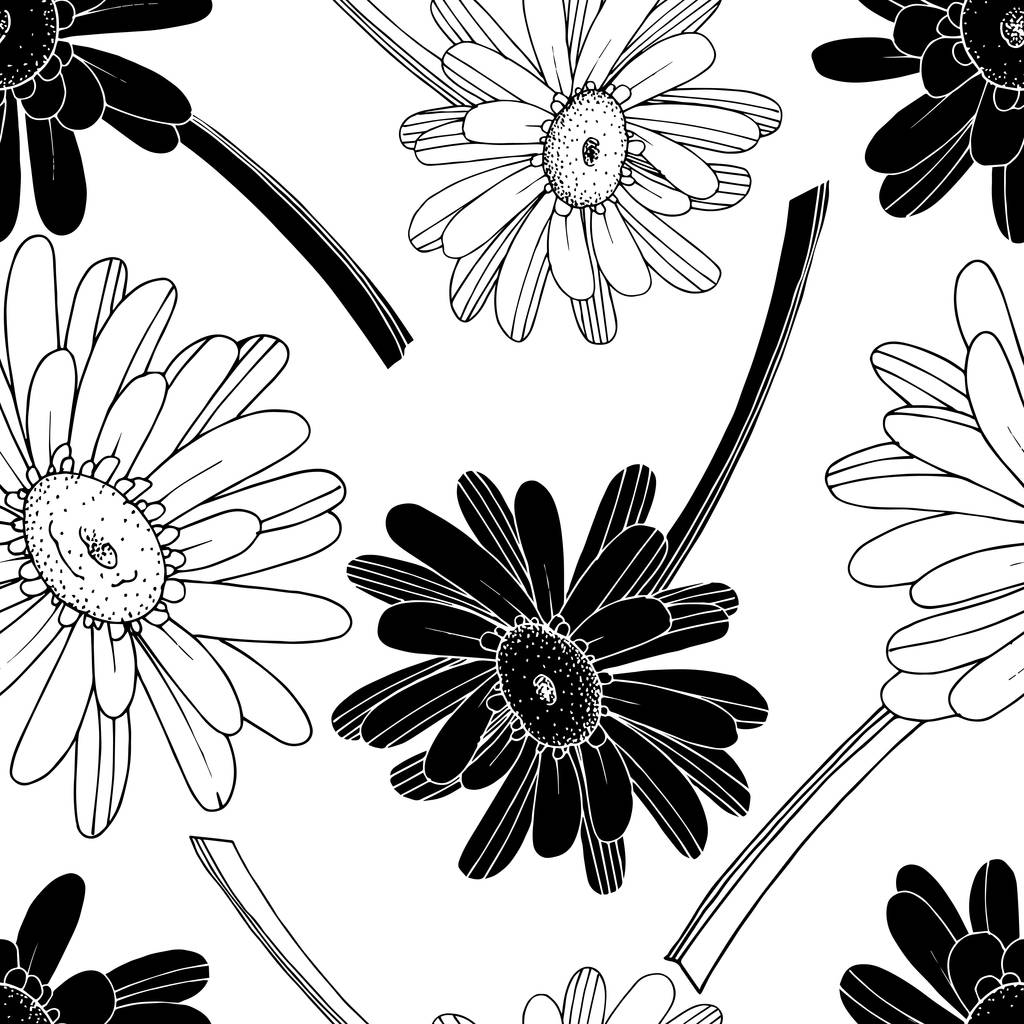 Vektori Gerbera kukka kasvitieteellinen kukka. Musta ja valkoinen kaiverrettu
 - Vektori, kuva