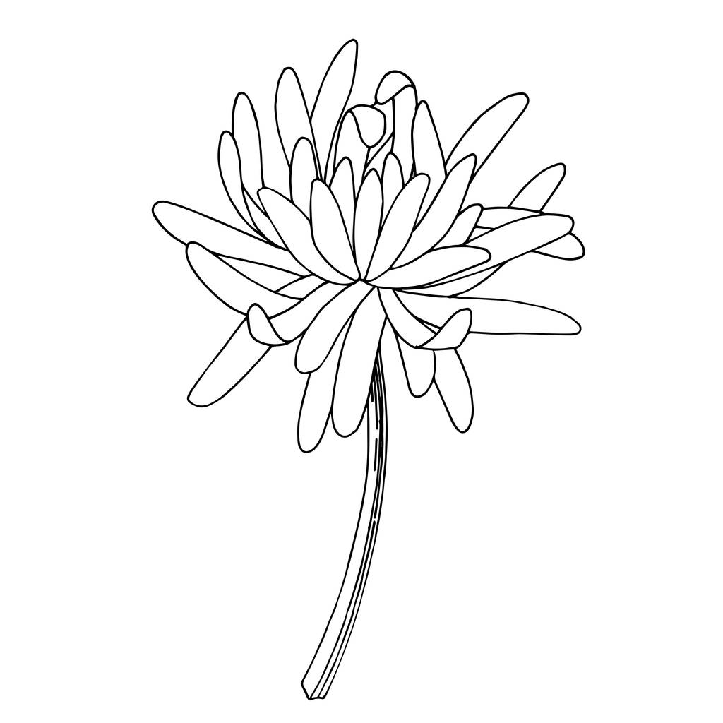 Vektör Kasımpatı Botanik Çiçeği. Siyah beyaz işlemeli mürekkep sanatı. İzole edilmiş kasımpatı çizim elementi. - Vektör, Görsel
