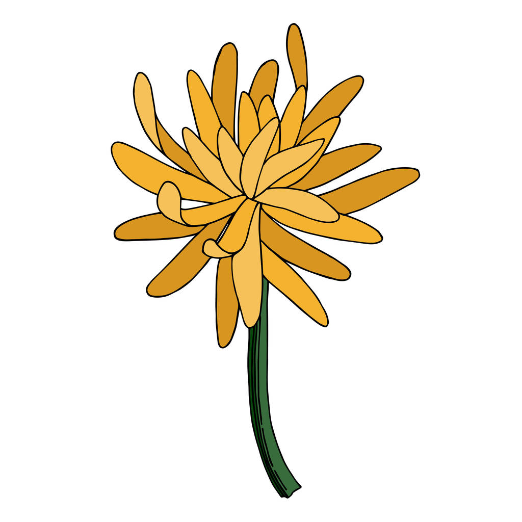 Vektor Chrysanthemen botanische Blume. Schwarz-weiß gestochene Tuschekunst. isolierte Chrysanthemen Illustrationselement. - Vektor, Bild