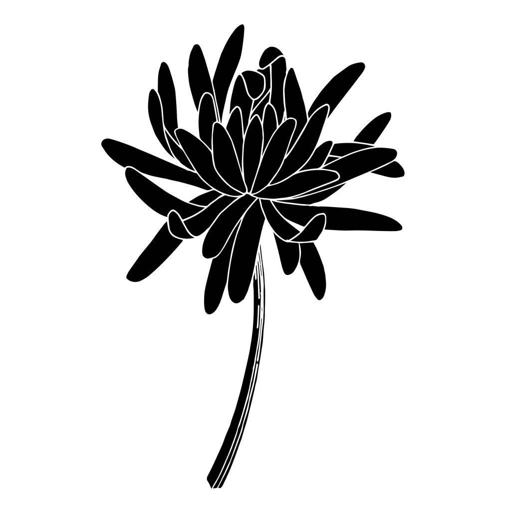 Векторна квітка хризантеми. Чорно-біле гравірування чорнила. Ізольований елемент ілюстрації хризантеми
. - Вектор, зображення
