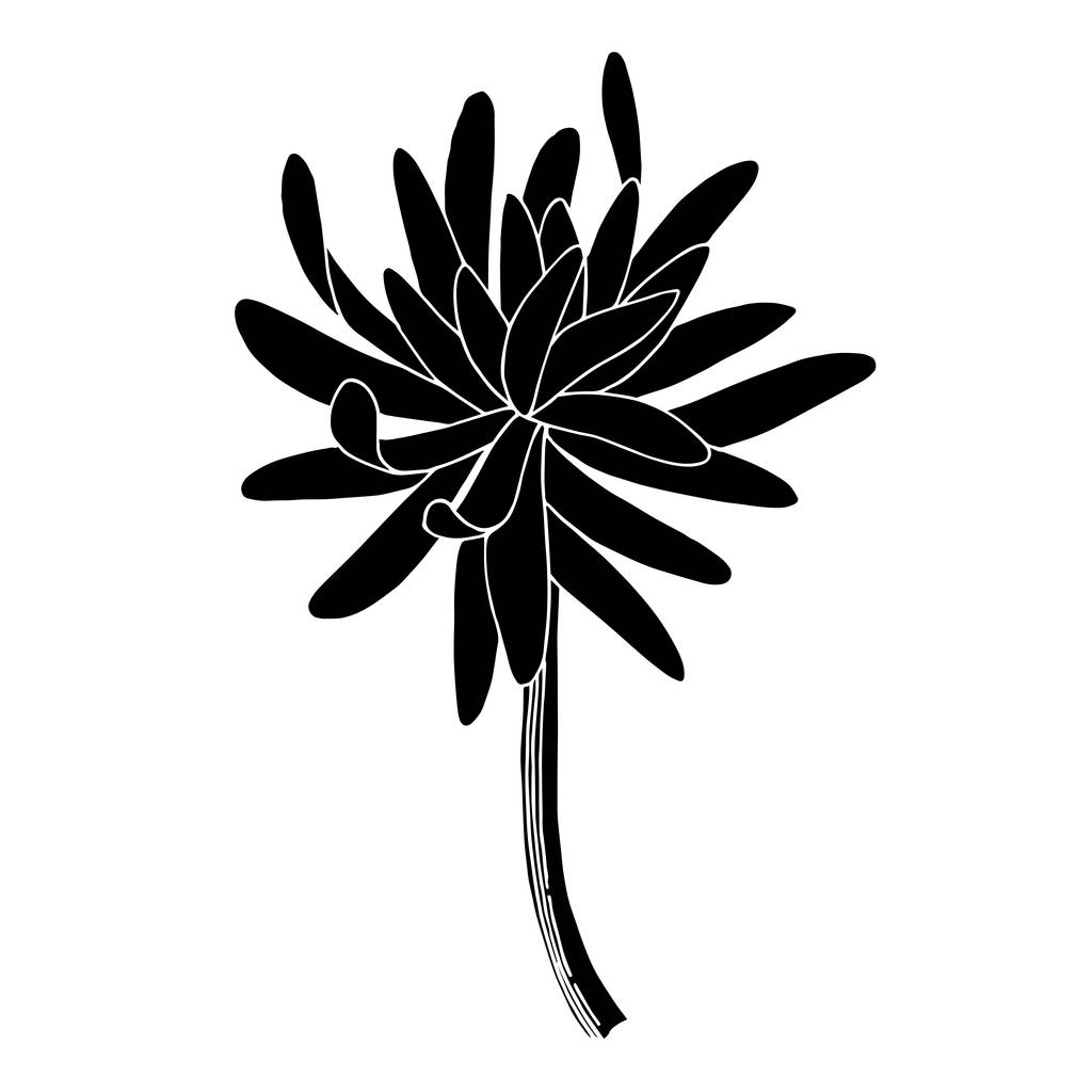 Vecteur Chrysanthème fleur botanique. Encre gravée en noir et blanc. Élément d'illustration de chrysanthème isolé
. - Vecteur, image