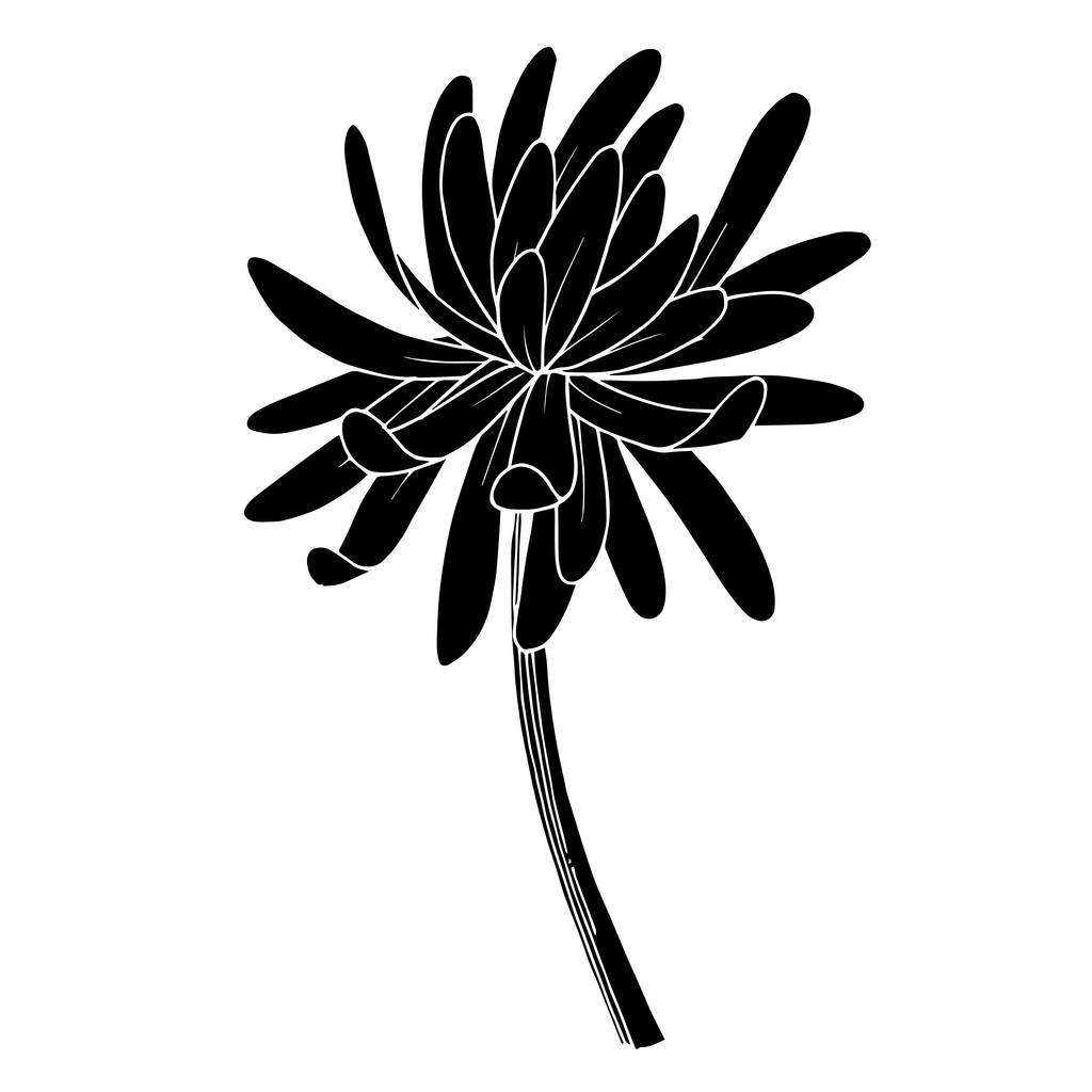 Flor botánica del crisantemo vectorial. Tinta grabada en blanco y negro. Elemento de ilustración de crisantemo aislado
. - Vector, Imagen
