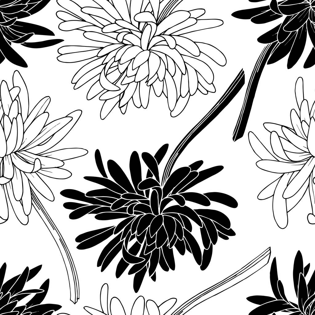 Vektor Chryzantéma květinová botanická květina. Černobílý rytý inkoust. Bezproblémové pozadí vzor. - Vektor, obrázek