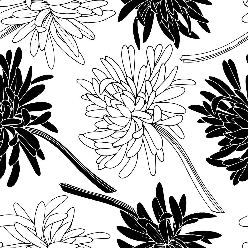 Vektor Chryzantéma květinová botanická květina. Černobílý rytý inkoust. Bezproblémové pozadí vzor. - Vektor, obrázek