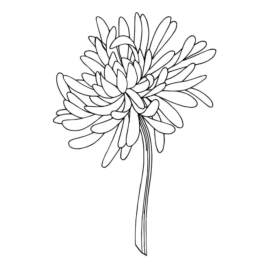 Vektör Kasımpatı Botanik Çiçeği. Siyah beyaz işlemeli mürekkep sanatı. İzole edilmiş kasımpatı çizim elementi. - Vektör, Görsel