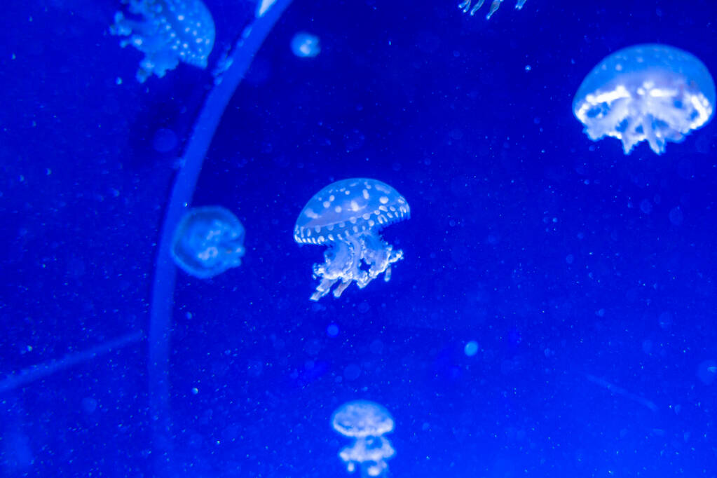 Foltos lagúna medúza Mastigias Papua - Fotó, kép