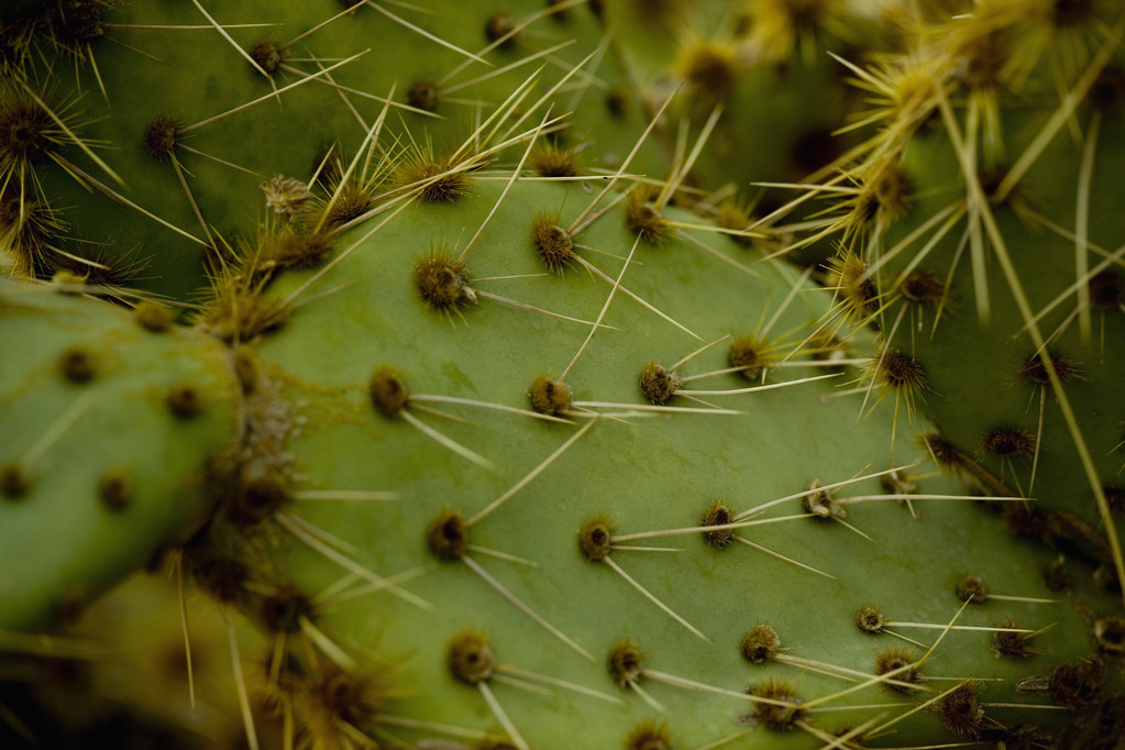 Cactus de primer plano
 - Foto, imagen