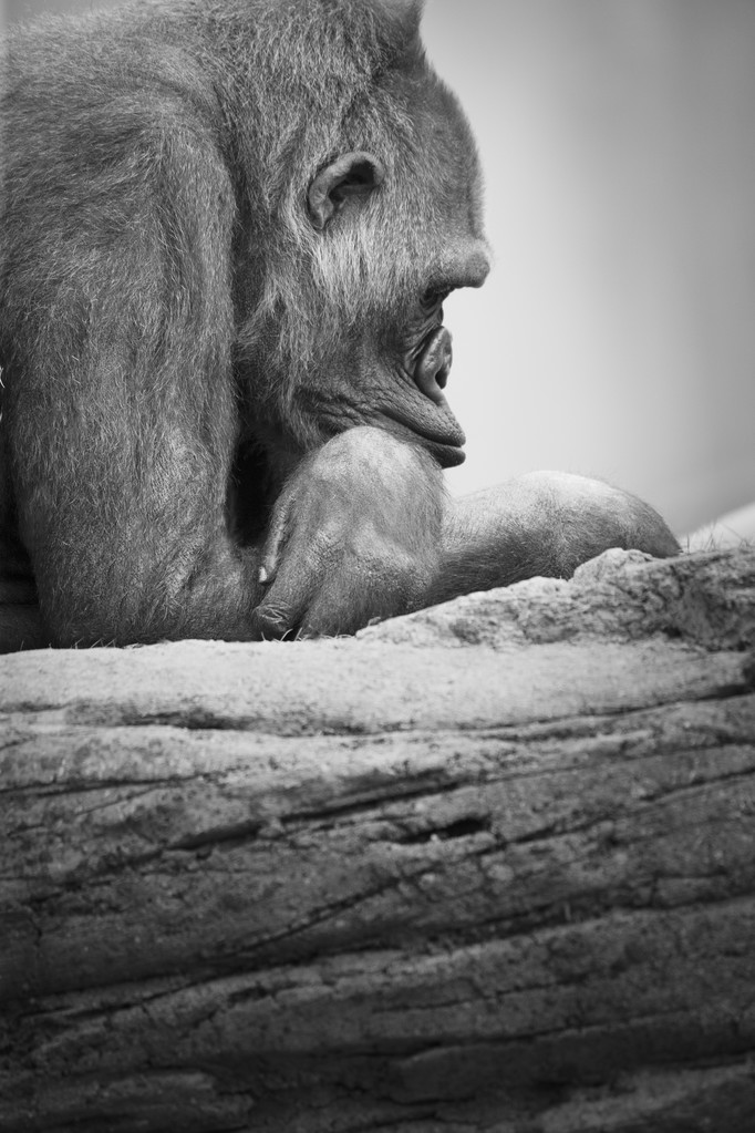 gorila odpočívá - Fotografie, Obrázek