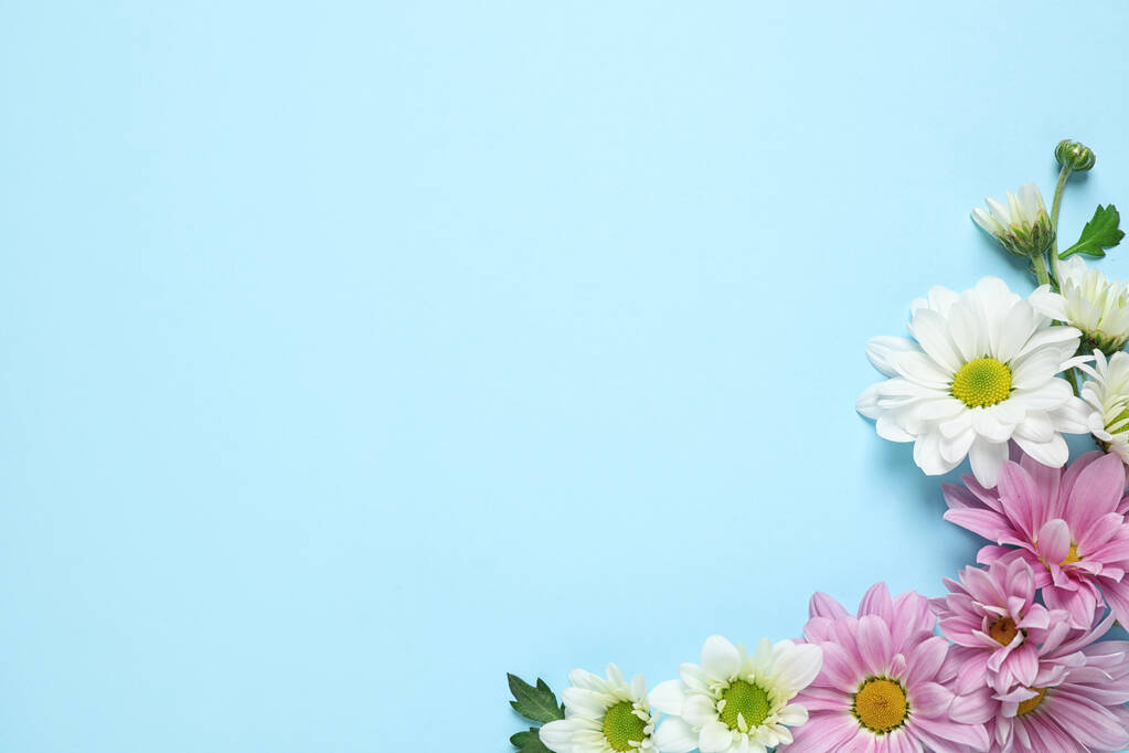Belles fleurs de camomille sur fond bleu clair, plat. Espace pour le texte
 - Photo, image