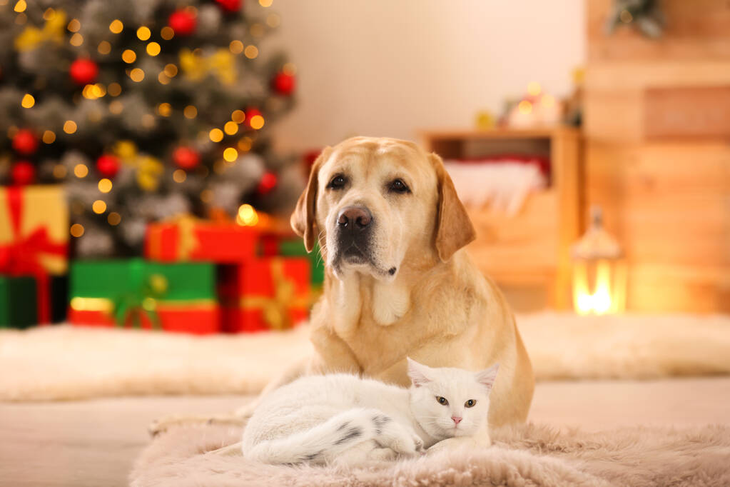 Adorable perro y gato juntos en la habitación decorada para Navidad. Lindas mascotas
 - Foto, Imagen