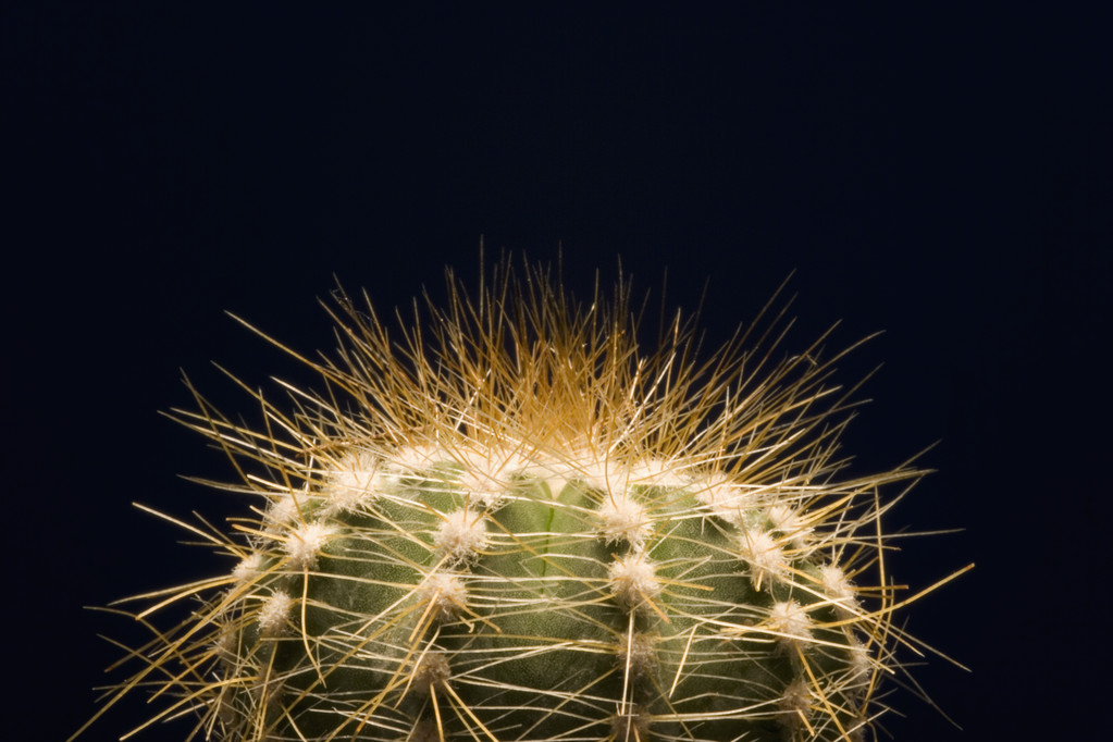 kaktus z dużej igły ochronne - Zdjęcie, obraz
