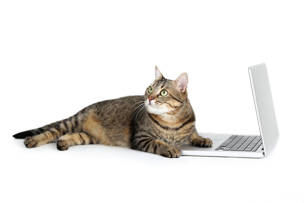 Hermoso gato con ordenador portátil acostado sobre fondo blanco
 - Foto, imagen