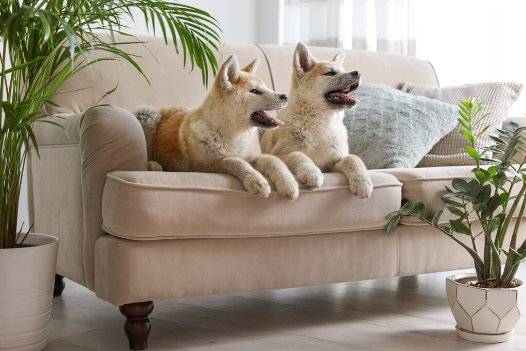 Lindos perros Akita Inu en el sofá en la habitación con plantas de interior
 - Foto, imagen