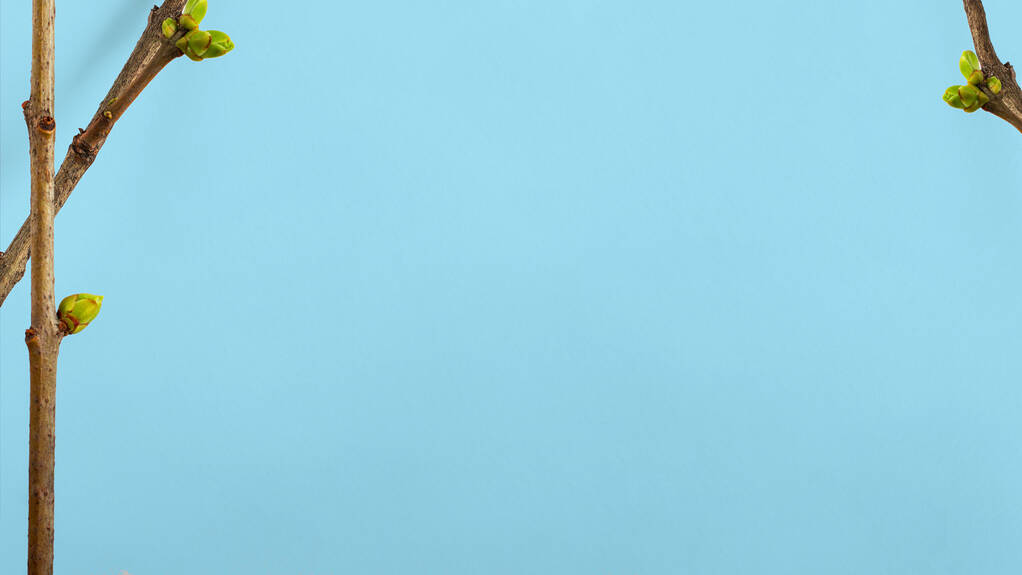 Primavera cedo floração ramo de árvore verde isolado no fundo de mola azul conceito de primavera cedo. Decoração de correio, cartão de visita, papel de uma carta
, - Foto, Imagem
