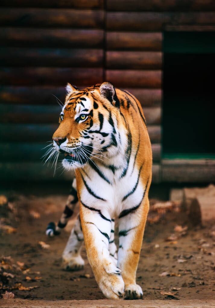 Красива тигрова тварина на фоні
 - Фото, зображення