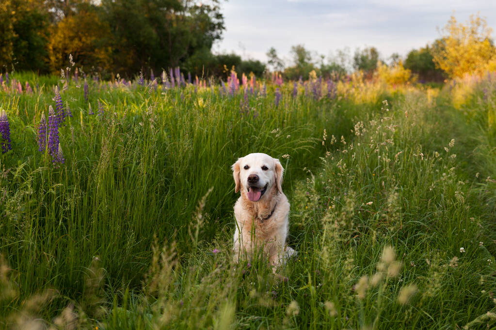 Felice sorridente cane cucciolo golden retriever nel prato di fiori di lupino viola in soleggiata sera d'estate. Cura degli animali domestici e concetto di felicità. Copia spazio sfondo
. - Foto, immagini