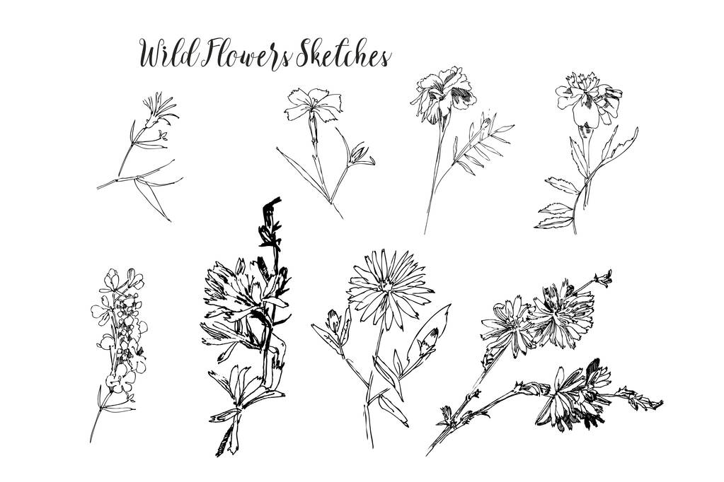 Bosquejos de flores silvestres. Ilustración digital dibujada a mano botánica
 - Vector, Imagen