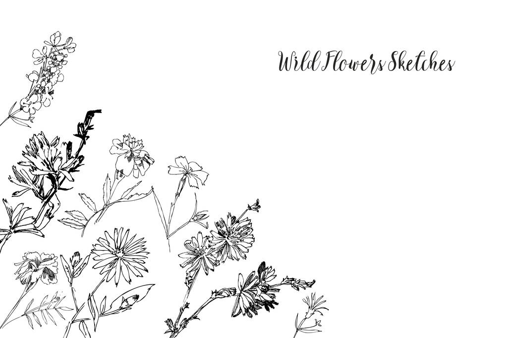 Skici divokých květin. Botanická ručně kreslená digitální ilustrace - Vektor, obrázek