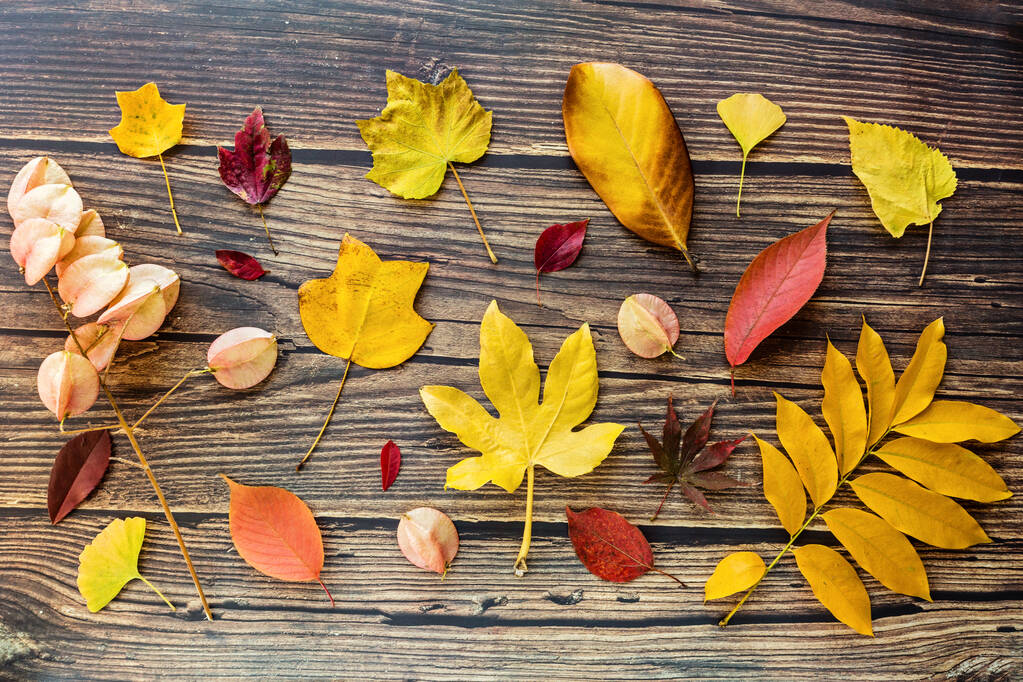 Kahverengi ahşap arka planda sarı ve kırmızı yapraklar. Mevsimlik kompozisyon, sonbahar, şükran günü, bitki konsepti. Model, şablon, genel giderler - Fotoğraf, Görsel