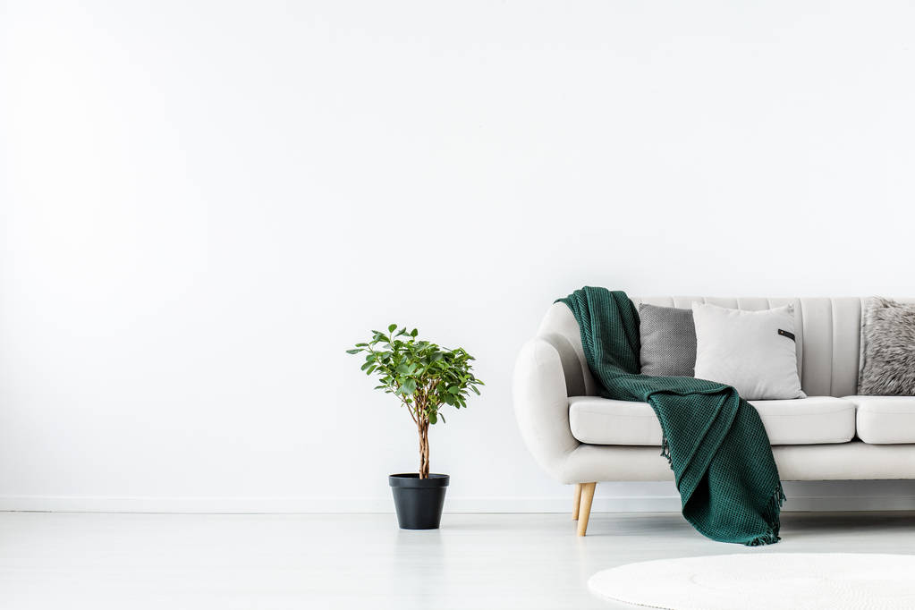 エメラルドグリーンのブランケットとベージュのソファの横に黒ポットの緑の植物 - 写真・画像