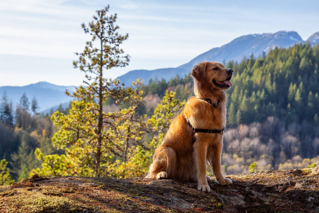 Golden Retriever, güneşli bir günde arka planında Kanada 'nın güzel bir dağ manzarası olan bir uçurumun kenarında oturuyor. Vancouver 'ın kuzeyinde İngiliz Kolombiyası, Kanada' da çekildi.. - Fotoğraf, Görsel