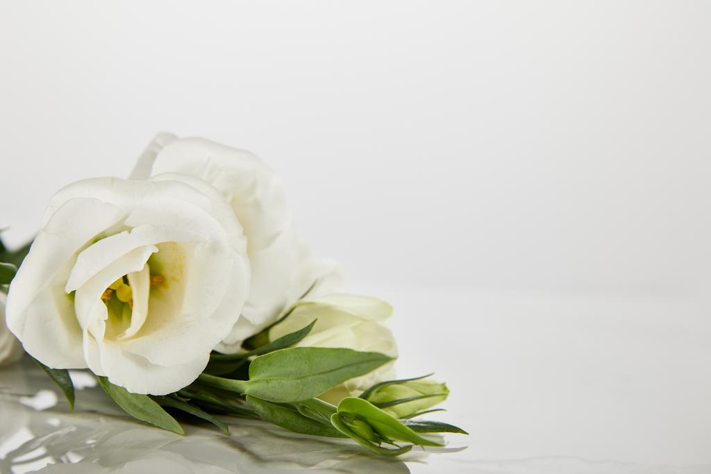 bílé kvetoucí růže izolované na bílém s kopírovacím prostorem - Fotografie, Obrázek