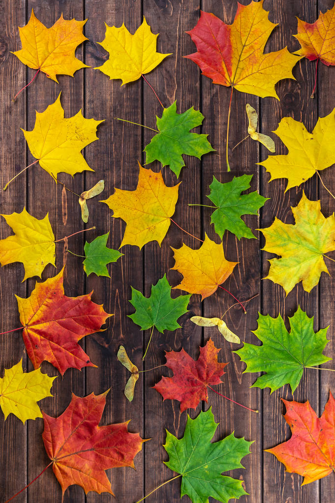 Осенняя композиция. Разноцветные кленовые листья: красный, зеленый и желтый и семена как узор на темно-коричневом фоне. Концепция Дня благодарения. Плоская кладка, вид сверху, копировальное пространство
 - Фото, изображение