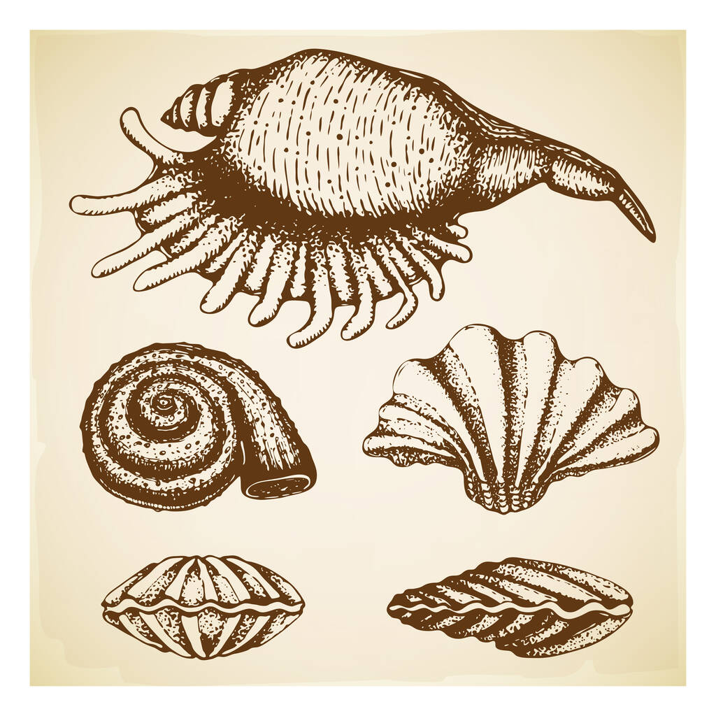 vintage Coleção de conchas desenhadas à mão. Conjunto de várias belas conchas marinhas molusco gravado em fundo retro texturizado. Esboço realista de cockleshell como concha, ostra, espiral, amêijoa, vieira
 - Vetor, Imagem