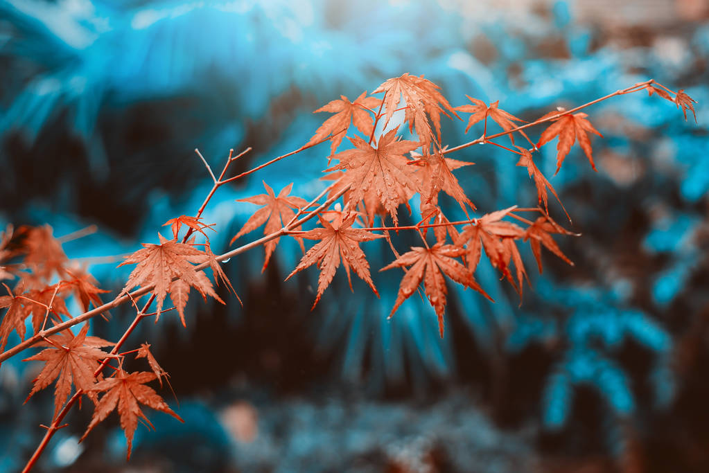 Oranžové podzimní listí zblízka s modrým rozmazaným pozadím.  - Fotografie, Obrázek