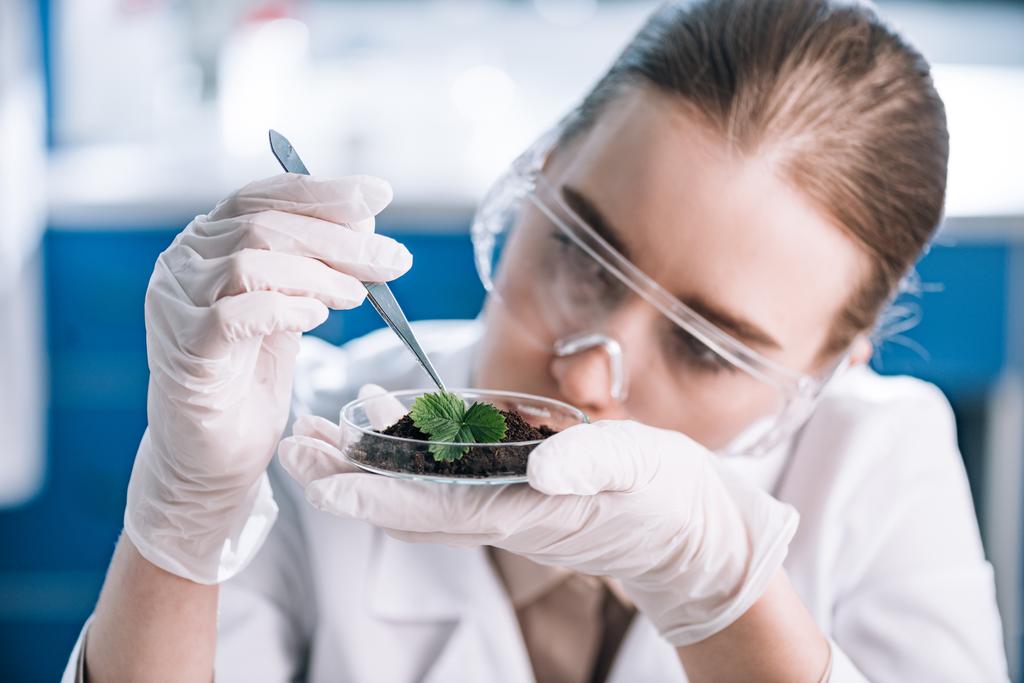 aantrekkelijke biochemicus in bril met pincet in de buurt van groene plant  - Foto, afbeelding