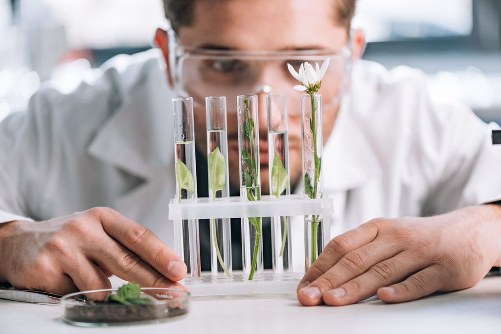 Sakallı biyokimyacının seçici odağı mikroskobun yanındaki küçük bitkilerle test tüplerine bakıyor.  - Fotoğraf, Görsel