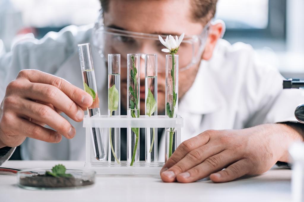 селективний фокус біохіміка в окулярах, який шукає пробірки з зеленими рослинами біля мікроскопа
  - Фото, зображення