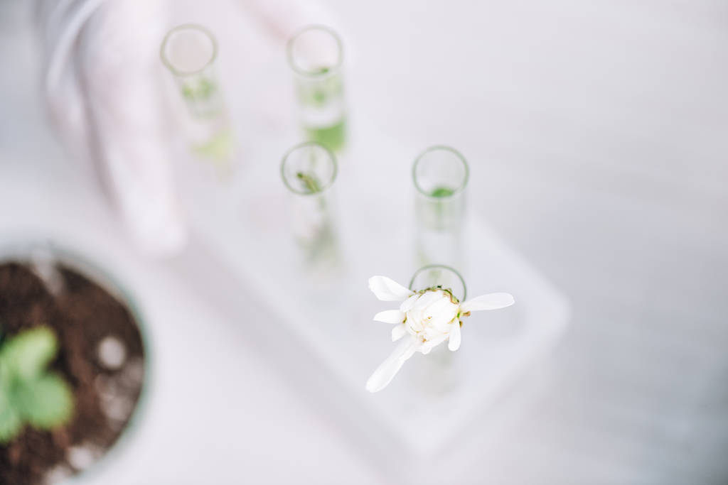 Ansicht der weißen Blume im Reagenzglas in der Nähe der grünen Blätter im Labor  - Foto, Bild