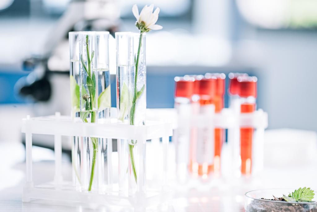 επιλεκτική εστίαση πράσινων φύλλων και λουλουδιών σε δοκιμαστικούς σωλήνες κοντά σε δείγματα στο εργαστήριο  - Φωτογραφία, εικόνα