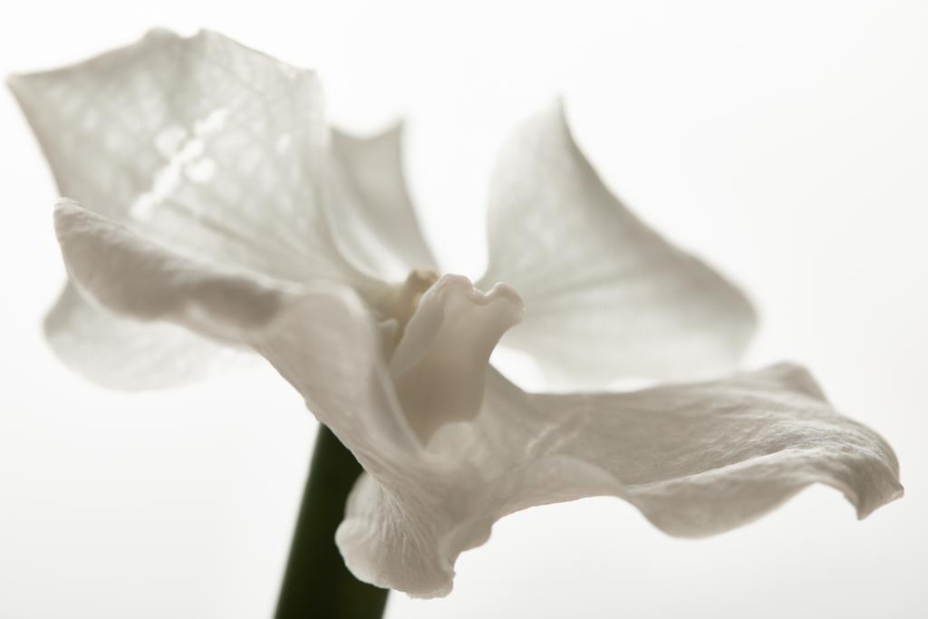 στενή άποψη του λουλουδιού ορχιδέας που απομονώνεται σε λευκό - Φωτογραφία, εικόνα