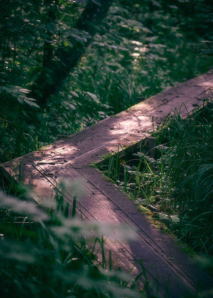 Un sendero a través de un bosque denso
 - Foto, imagen