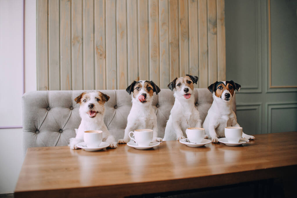 Four jack russell terriers sitting in front of cups - Photo, Image