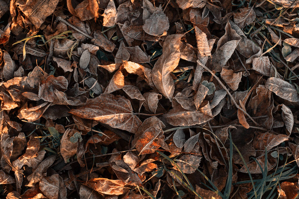 Autumn frozen leaves with frost. November romance. - Photo, Image