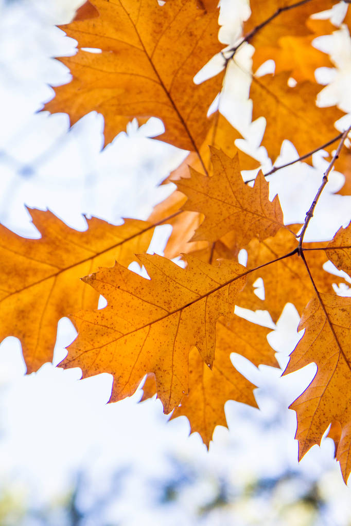Dąb liści na niebie jesienią w słoneczny dzień  - Zdjęcie, obraz