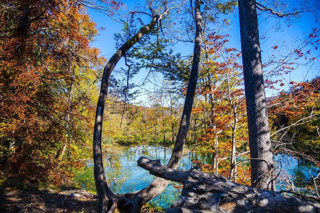 Pond in Plitvice Jezera Park, Croatia. - Photo, Image