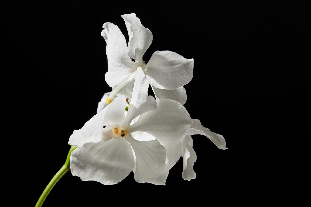 Siyah üzerinde beyaz orkide çiçekleri - Fotoğraf, Görsel