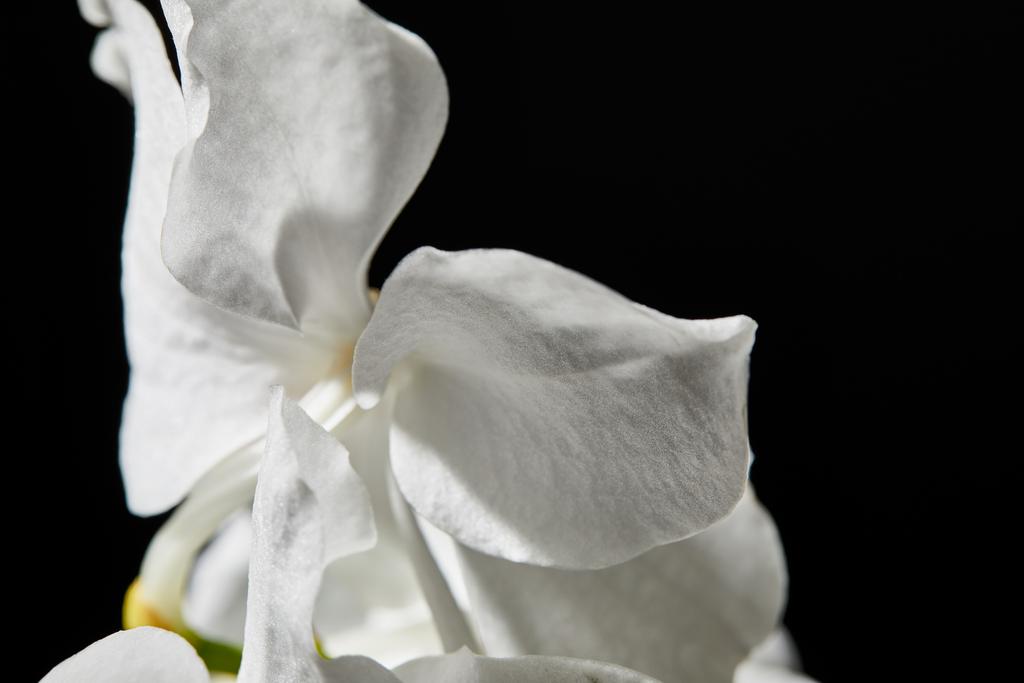 lähikuva valkoinen orkidea kukka eristetty musta
 - Valokuva, kuva