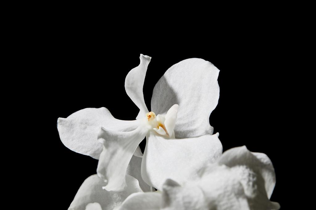 黒で隔離された白い蘭の花を間近で見ることができます - 写真・画像