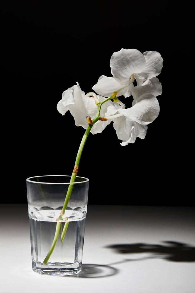 ramo di orchidea bianca fiori in vetro su sfondo nero
 - Foto, immagini