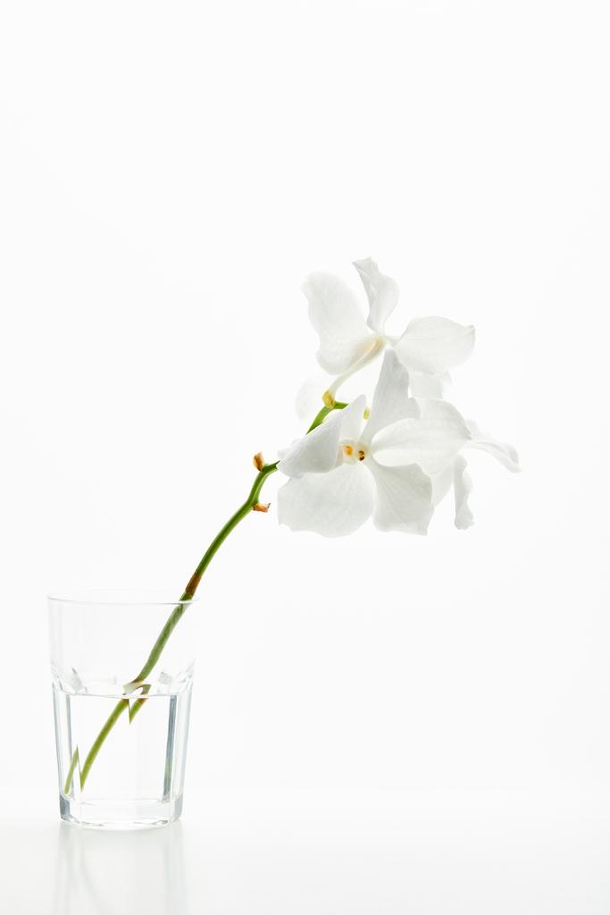 白で隔絶されたガラスの枝に美しい蘭の花 - 写真・画像